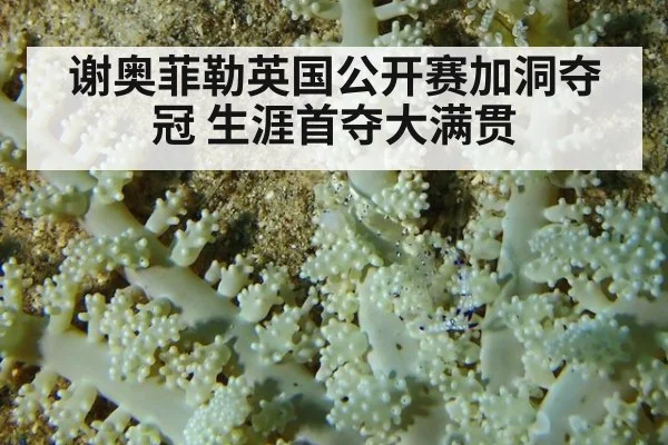 谢奥菲勒英国公开赛加洞夺冠 生涯首夺大满贯
